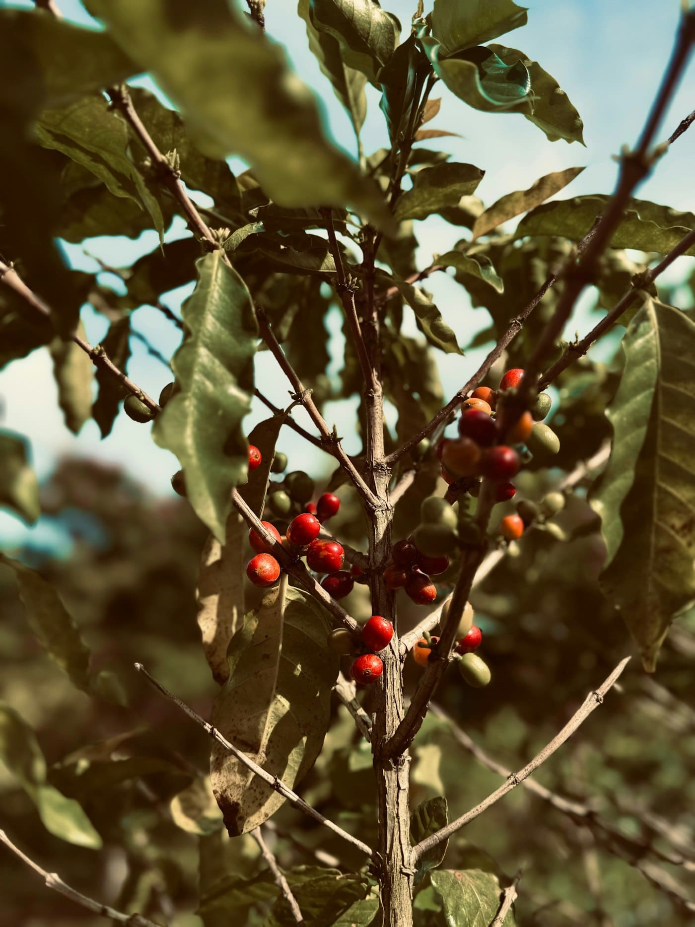 Red and green coffee cherries ripening unevenly along a branch.