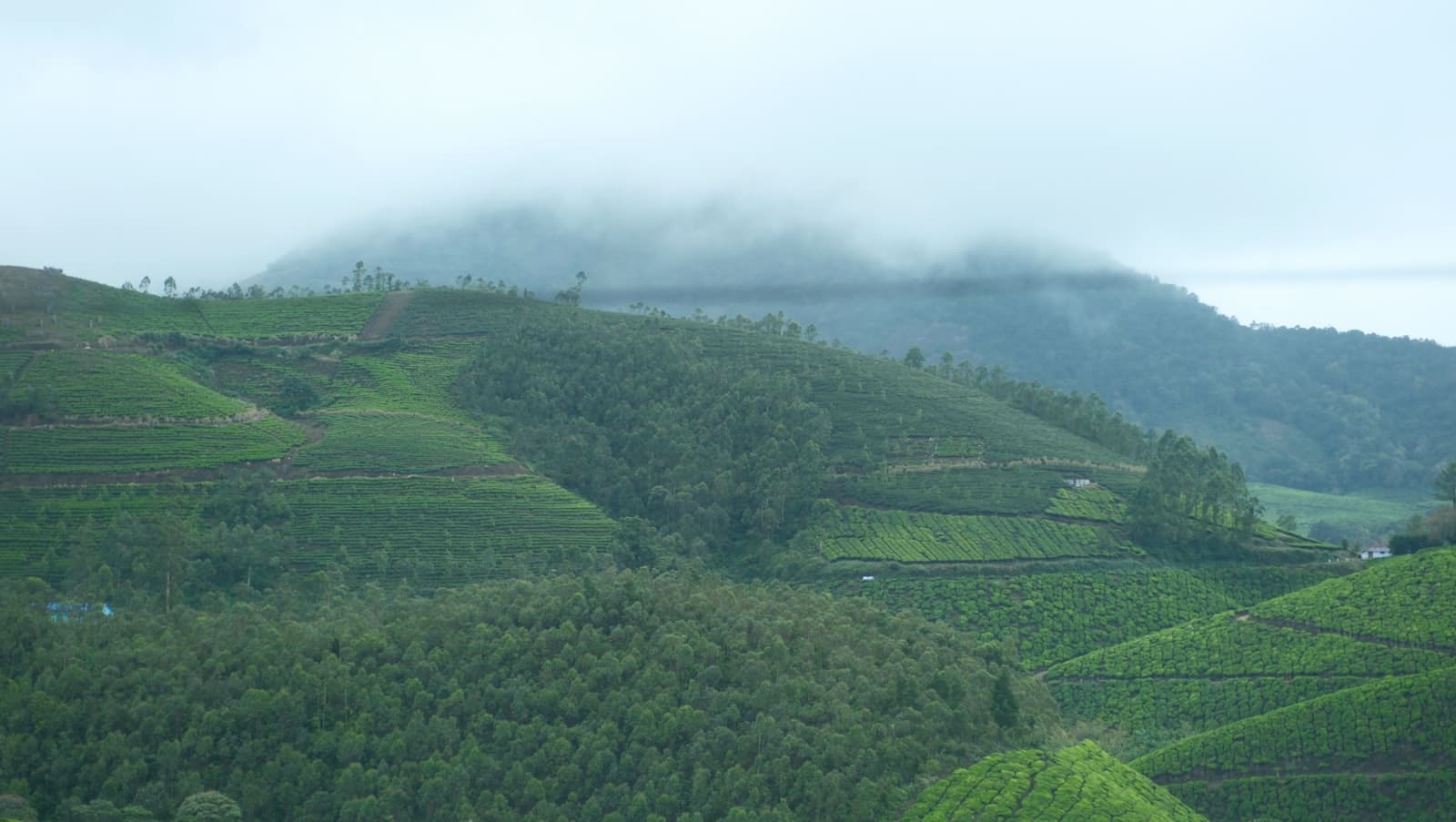 Terraced planting following the contours of misty green mountains.