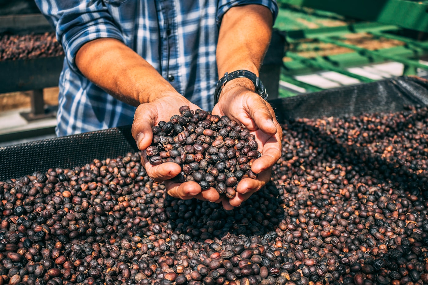 A pair of hands holding a scoop of dry hulled coffee beans.