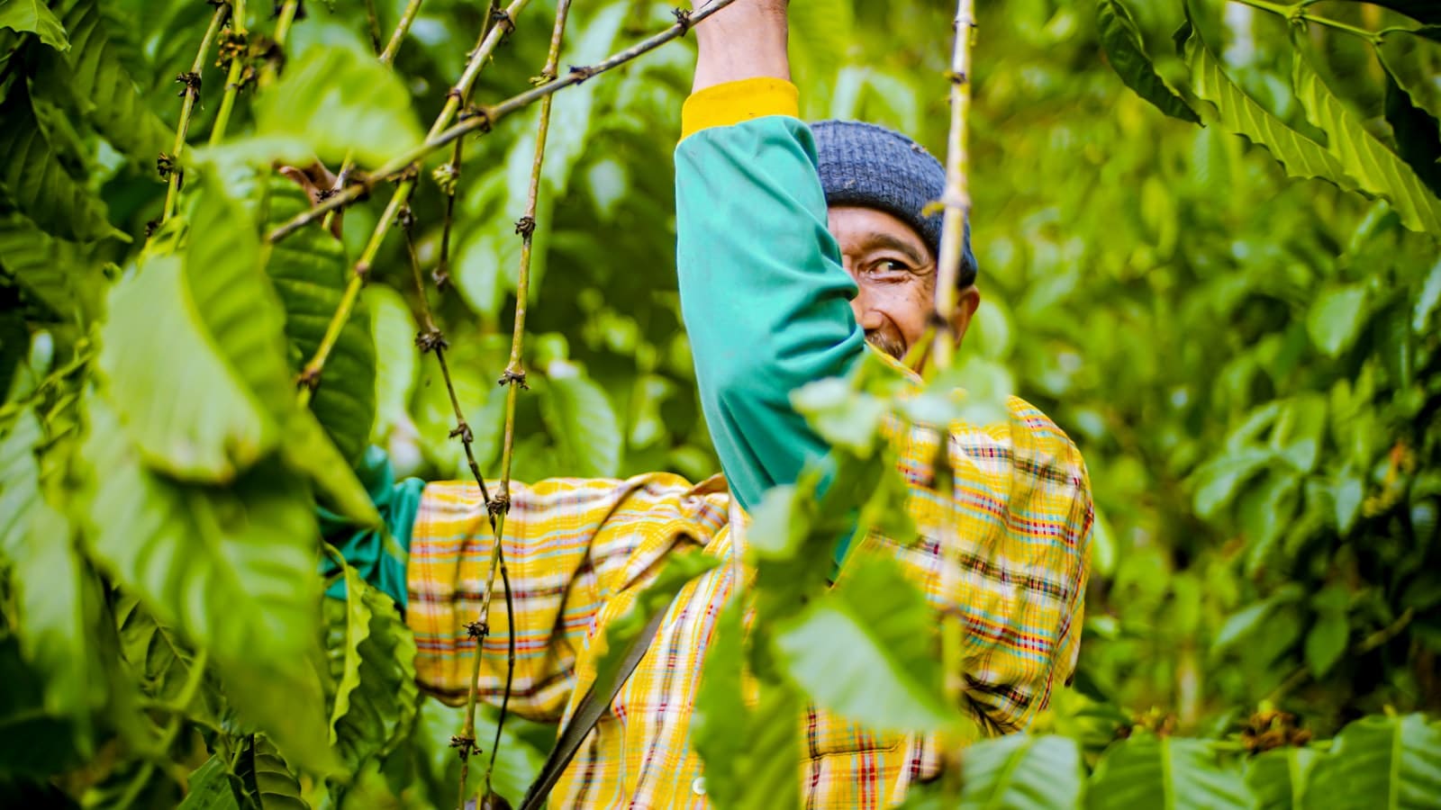 A man standing among dense green planting on a forested slope.
