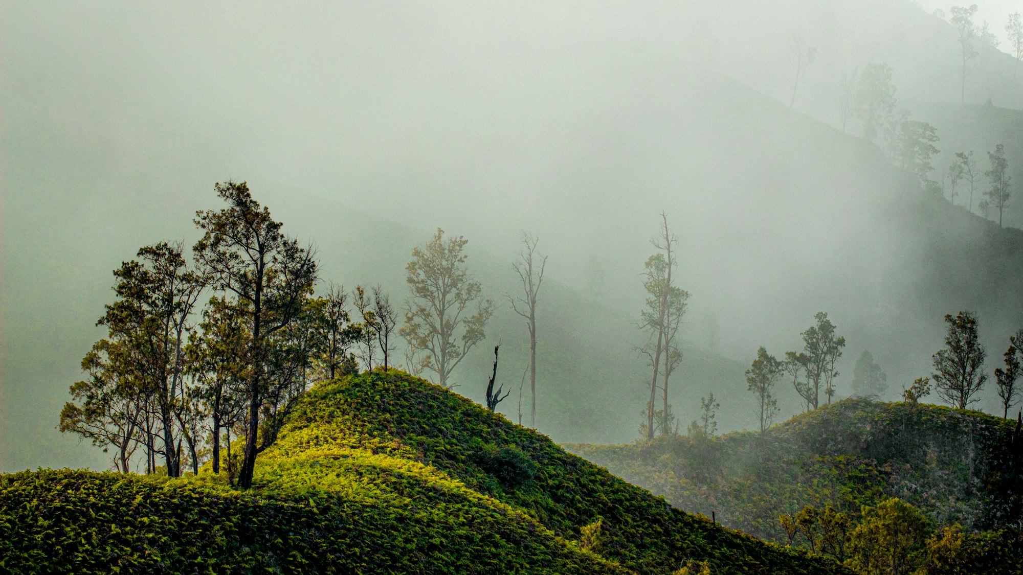 Ridge after ridge of planted hillside disappearing into fog.