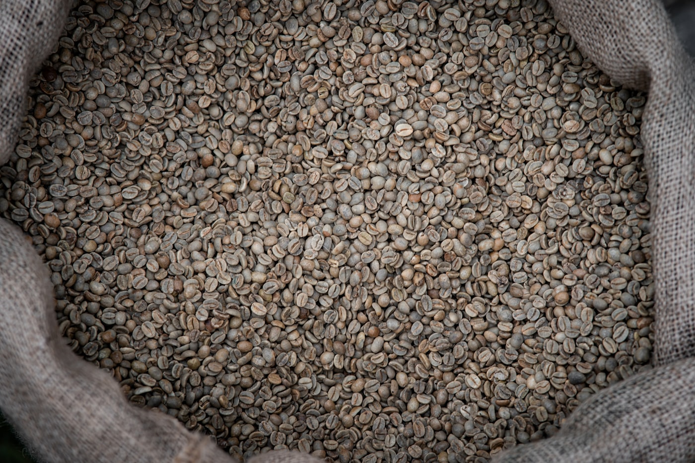Unroasted grey-green coffee beans filling a jute sack.